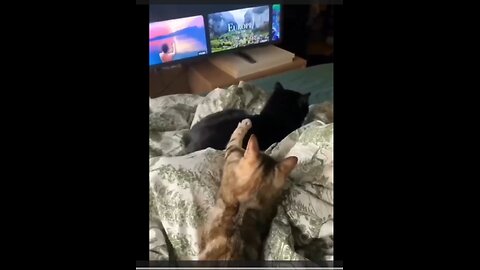 Funny animals 😄hub,funny animals club youtube, 🤣, funny animals dancing 💃😄, funny animals fighting 😄