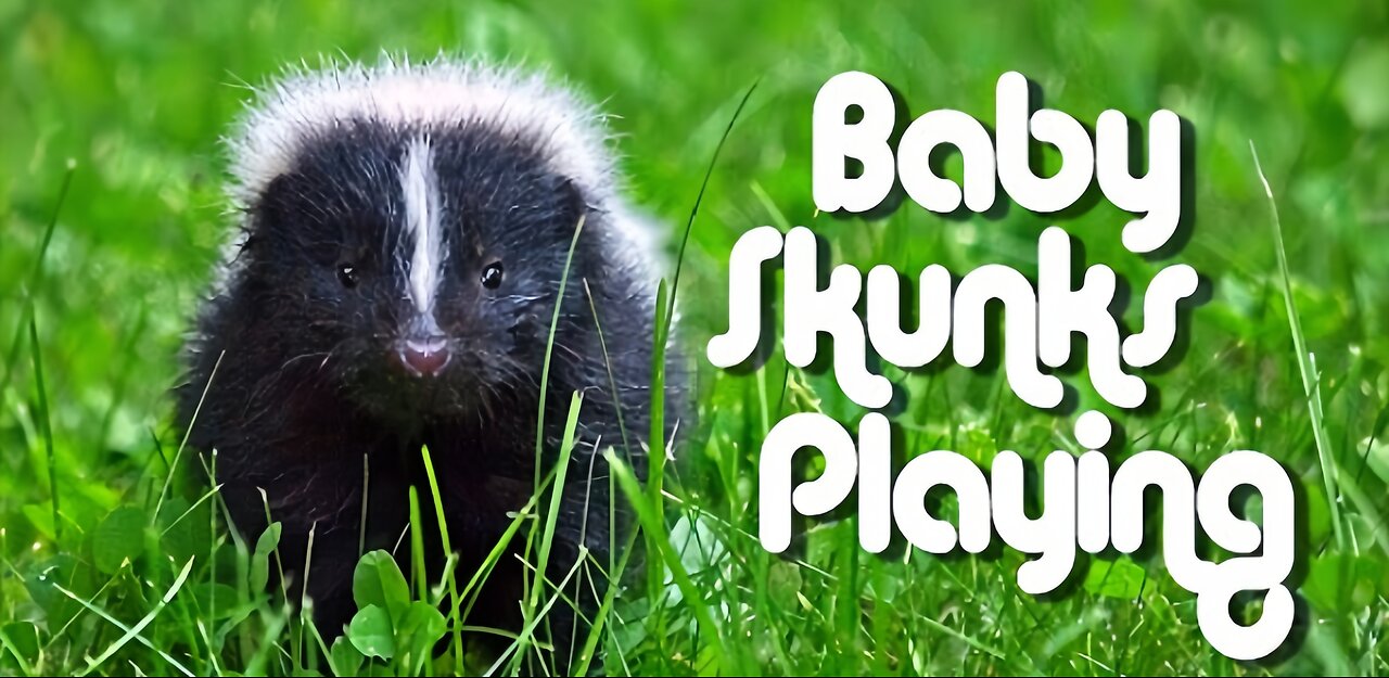 This baby skunk puts his adoptive littermates in an awkward position...😳🦨 #TooCute! #skunk #cats