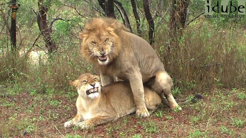 WILDlife: Lions Pairing In The Rain