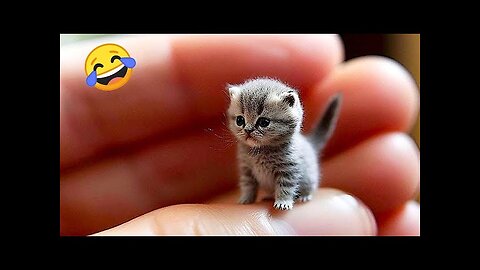 Funny cats moments 🤣 Funniest moments of cats