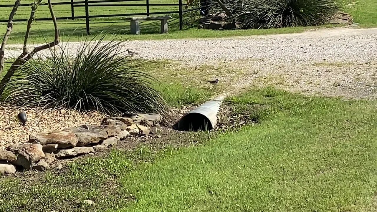 Ran Into Some Killdeer Birds With Babies - Good Instinct Behavior From Birds