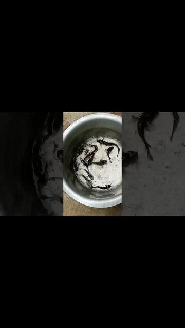 Climbing perch and poisonous catfish ∆ Viral short video #shorts