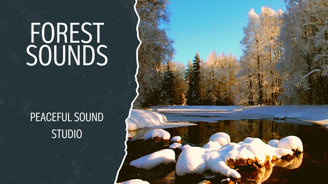 Ambience of Morning Snowy Forest Sounds With Dog Barking | Peaceful Sound Studio | Beautiful Scenery