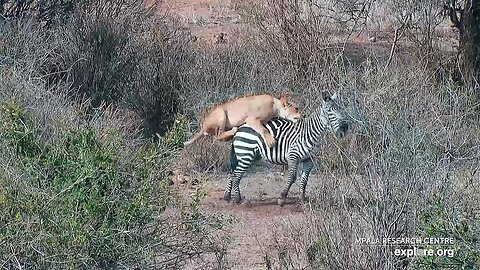 Lion Kill!! Female Lion Hunts Zebra! Uncut Raw Footage!