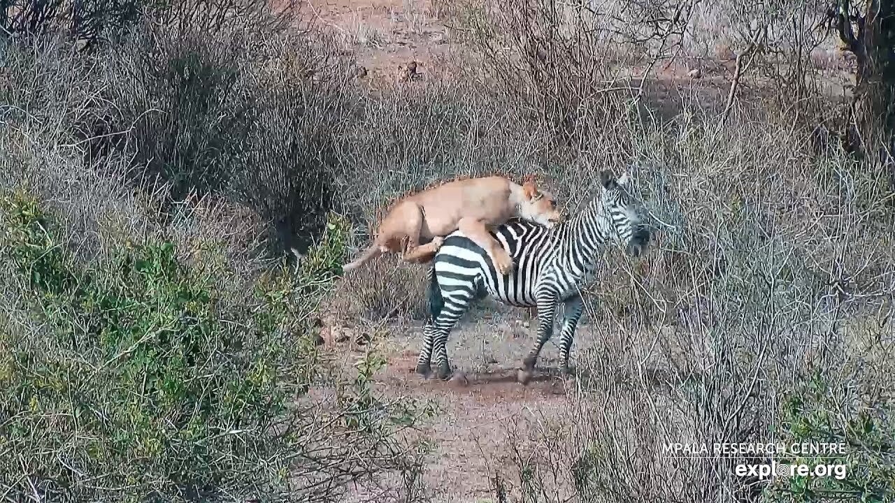 Lion Kill!! Female Lion Hunts Zebra! Uncut Raw Footage!