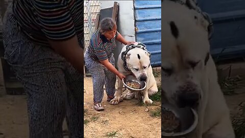 Alabai /centralasin shepherd