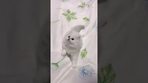 Funny & Cute Dog Compilation TikTok #shorts 😻1080p