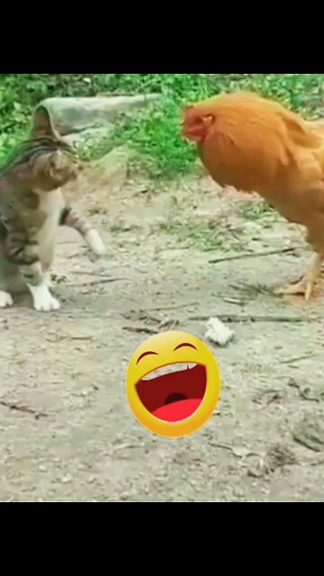 Cat vs Hen funny fight shorts 🤣||#funnyvideos #funnyanimals
