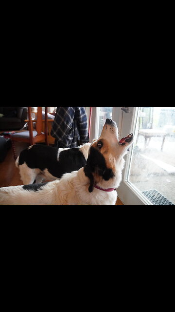 Watch my SWEET DOG SADIE turn into a CUJO Wannabee!