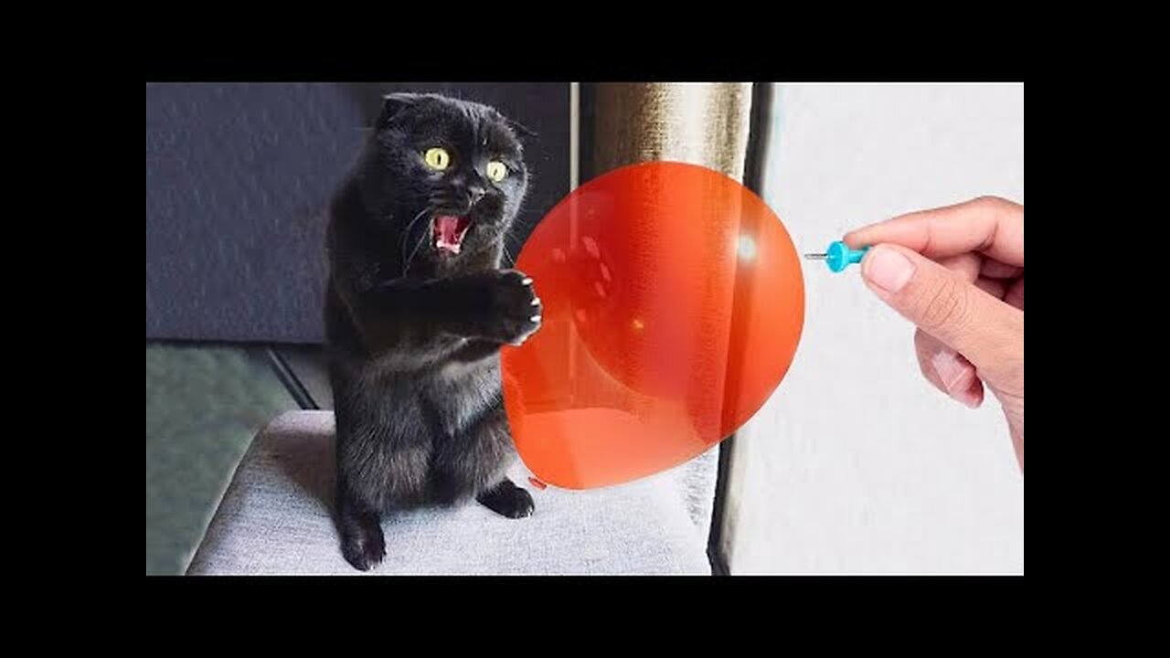 Baby Cats - Cute and Funny Cat Videos Compilation #25 - Aww Animals