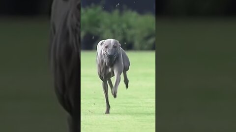 The fastest and most athletic dogs alive! Dog | viral