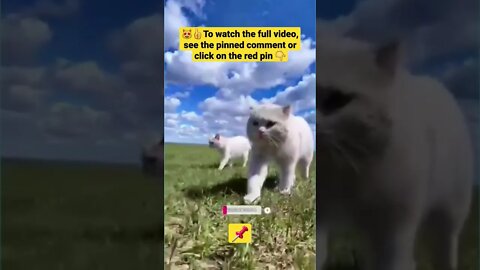 cute cat videos 😹funny videos 😂1398😻#shorts #catvideos #funnycatsvideos #cat #funny_cat #cutecat