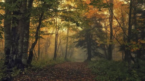 Forest Elf Music – Ancient Forest of the Elves [2 Hour Version]