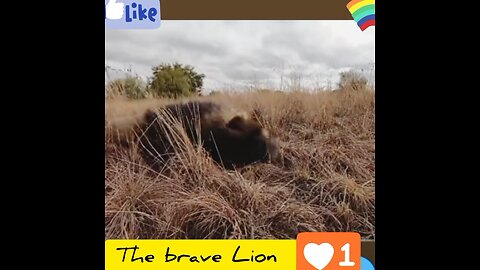 Angry lion