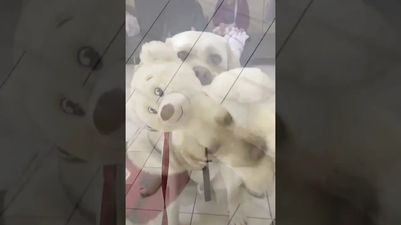 Guide Dog excited about being picking out toy