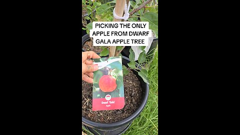 dwarf gala apple tree