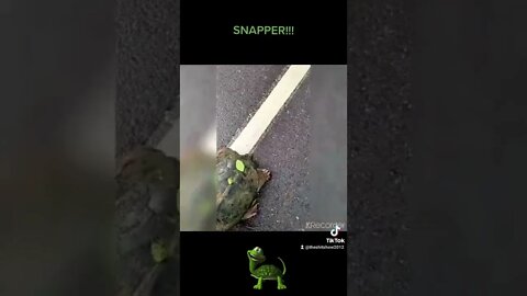 SNAPPER TURTLE & A KAREN 🤦