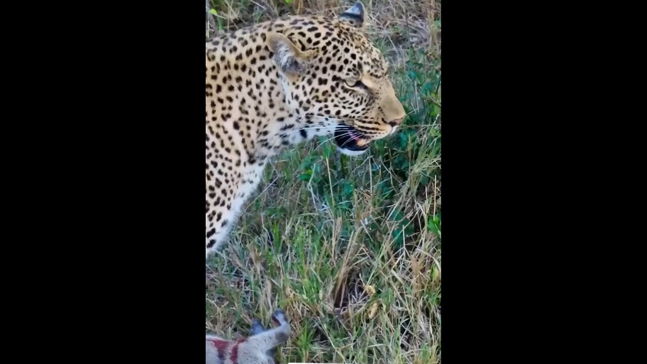 Leopard takes home a bacon #wildlifemagictv#wildlife #nature