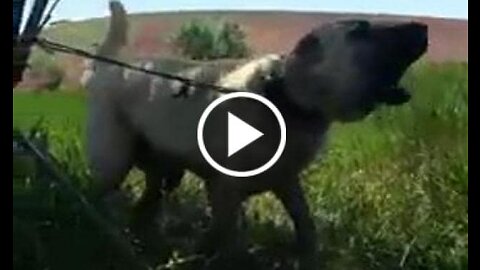 Shepherd Dog Sound