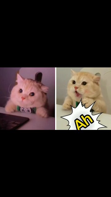 Cat Makes A Scandal When His Computer Takes Off