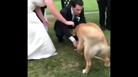 Her loyal dog helped her on her wedding day