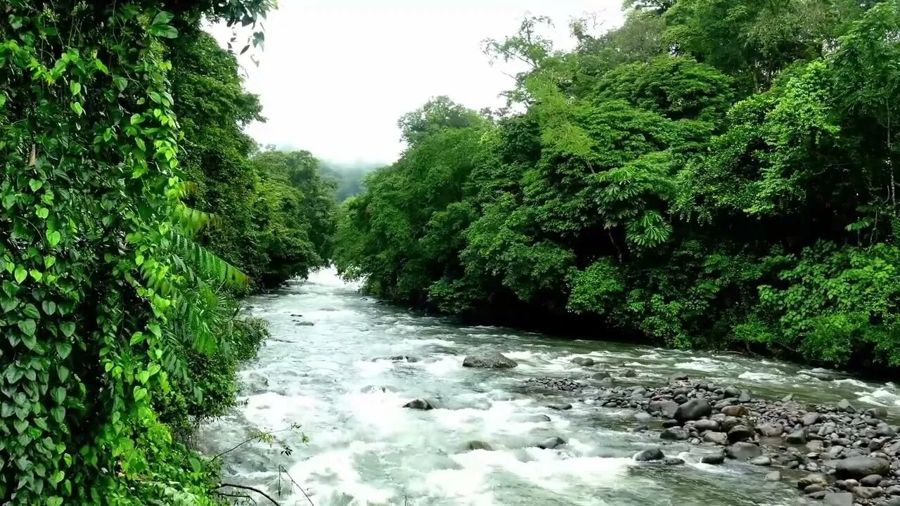 Jungle River