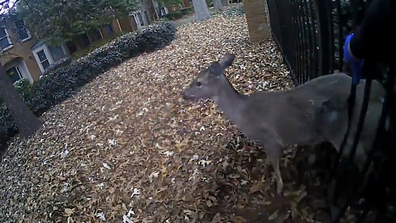 Police rescue baby deer stuck in fence