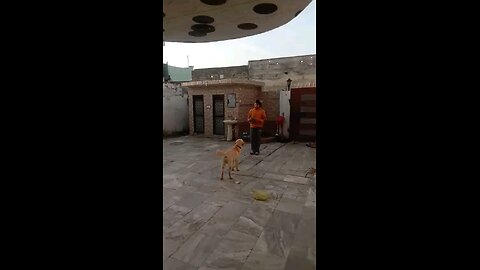 dog playing