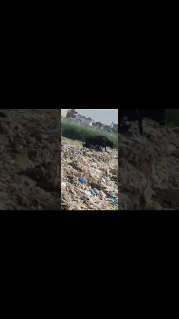 Cow In Eastern Rural Areas #Ubertainment #ytshorts #cow #animals #viral #viral2022 #trending2022