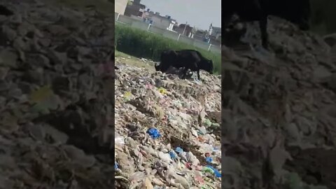 Cow In Eastern Rural Areas #Ubertainment #ytshorts #cow #animals #viral #viral2022 #trending2022