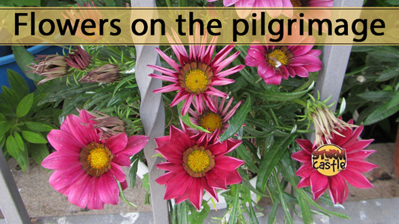 Flowers along the Pilgrimage