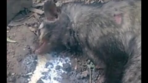 Feeding injured civet cat before rescuing it