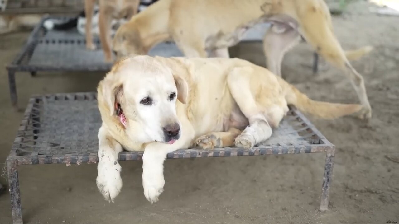 Rescued dogs 🐶🐕