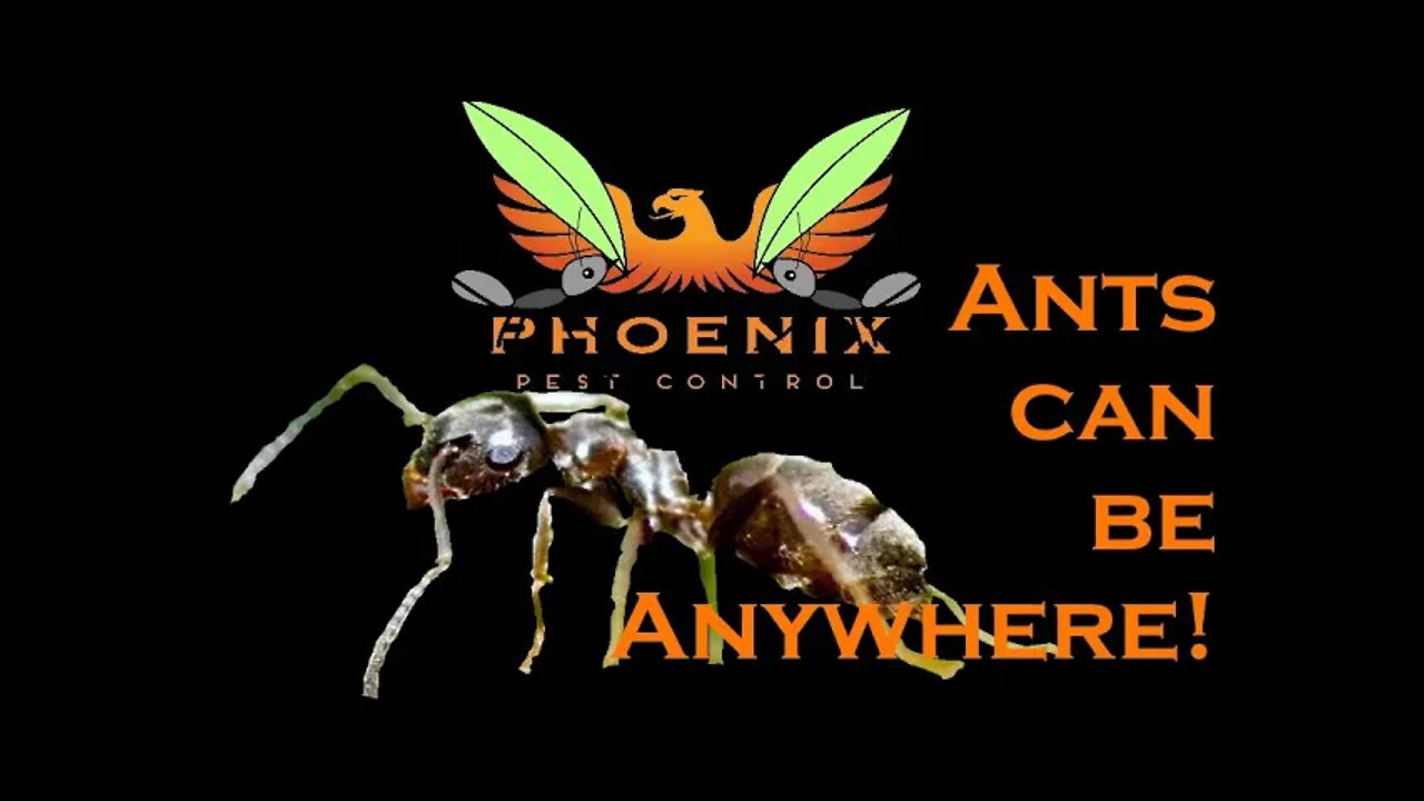 Ants Can Be Anywhere #whatbugsme