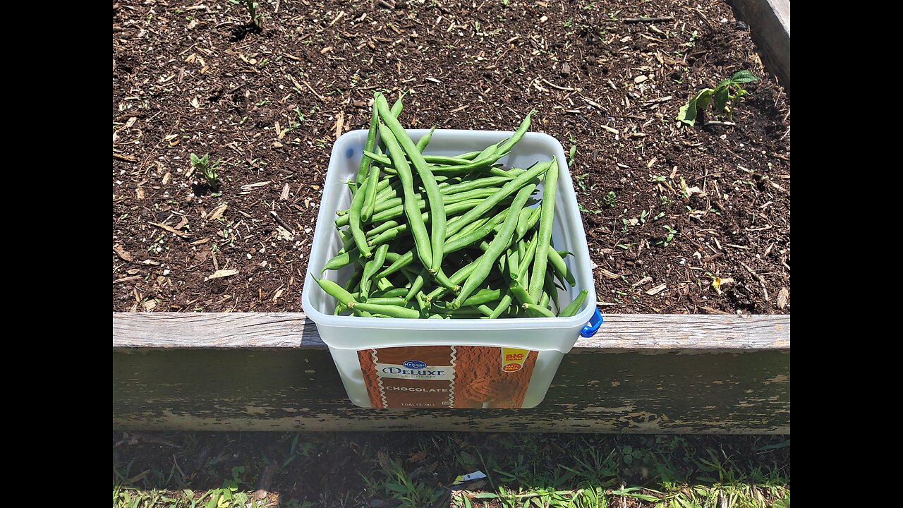 First Green Bean Harvest 7/8/23