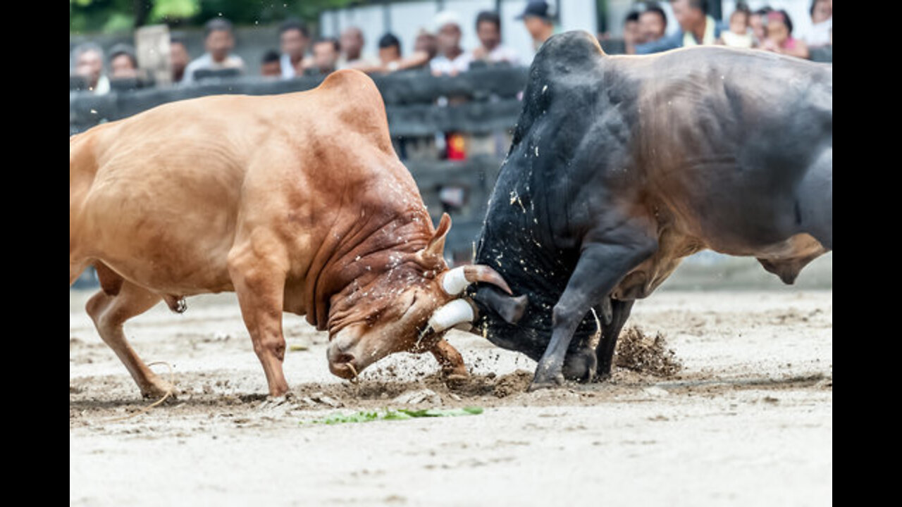 Bull fights