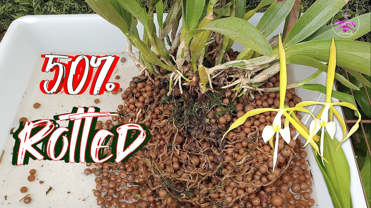 Saving Coilostylis Ciliaris Bacterial Rot Pests | Orchid Divisions Repot Care Tips #ninjaorchids