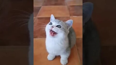 cute cat videos 😹 funny videos 😂 928 😻#shorts #shortsfunny #cutecat #catvideos #cats #catscare #cat