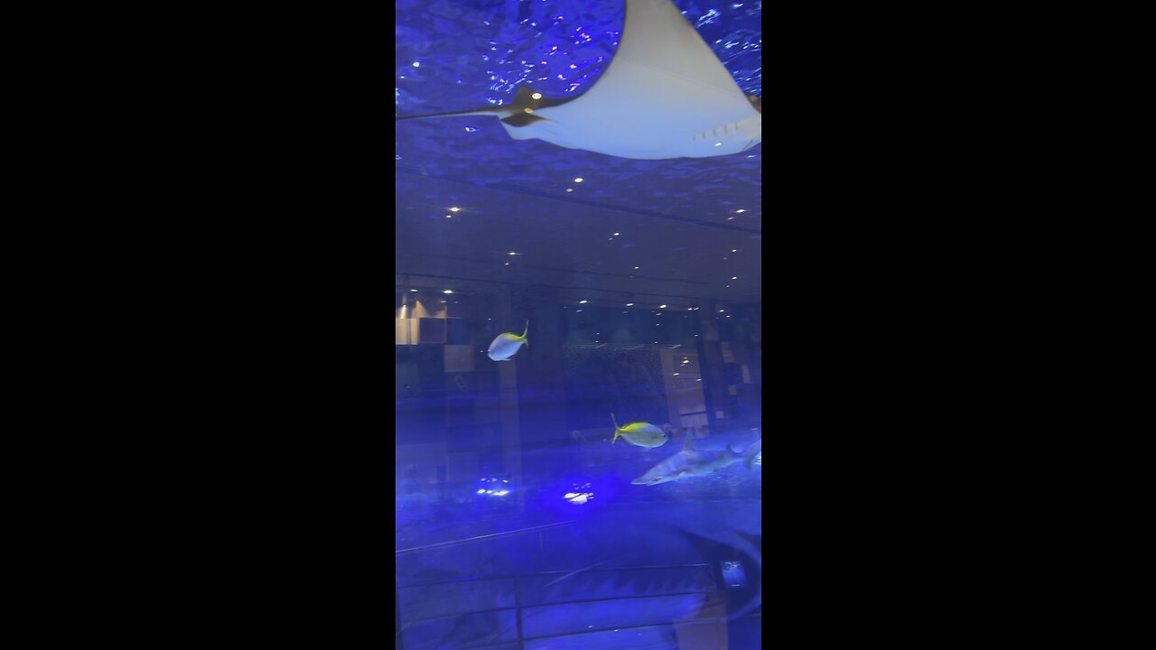 4K Aquarium Dubai Mall🐠🇦🇪