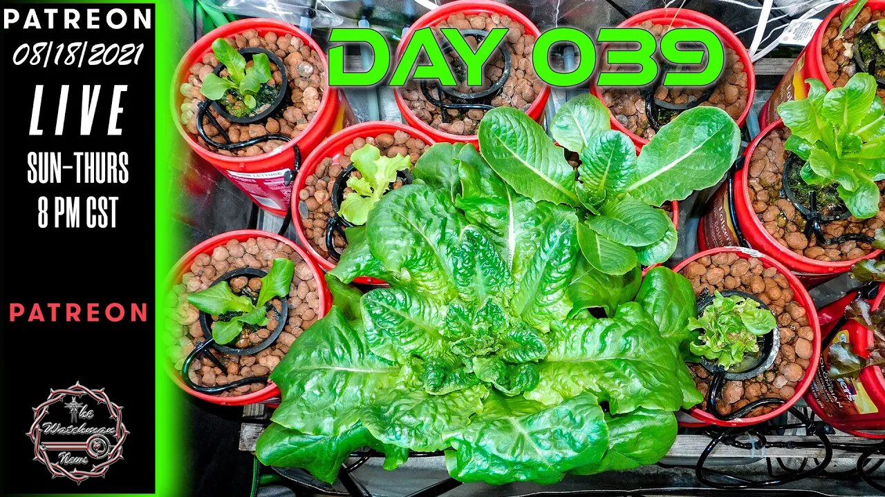 The Watchman News - Day 039 Garden VLOG - Apartment Size Indoor Economic Hybrid Hydroponic Gardening