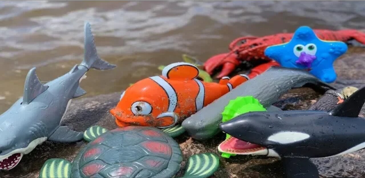 Sea Animal Toys This hamara at the Shore