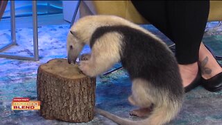 ZooTampa New Habit | Morning Blend