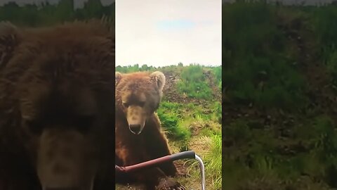 Umm, there’s a Bear