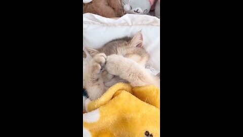 cutie cat waking up