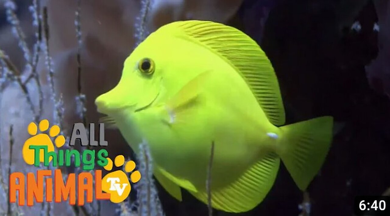 * SEA ANIMALS * | Animals For Kids | All Things Animal TV