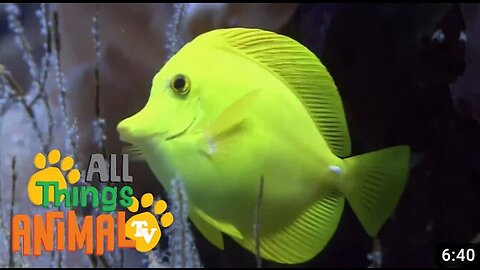 * SEA ANIMALS * | Animals For Kids | All Things Animal TV