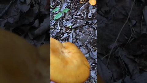 Found something awesome on a hike