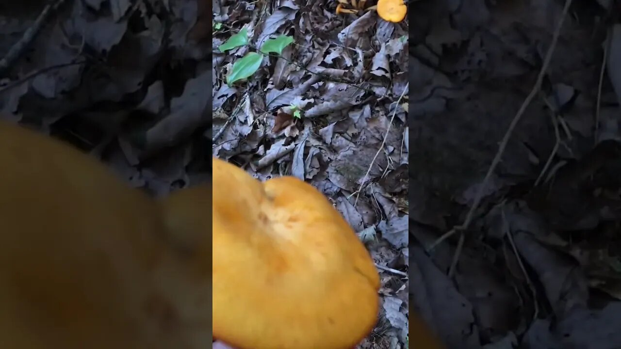 Found something awesome on a hike