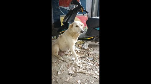 must watch cute ❤️❤️❤️ puppies video