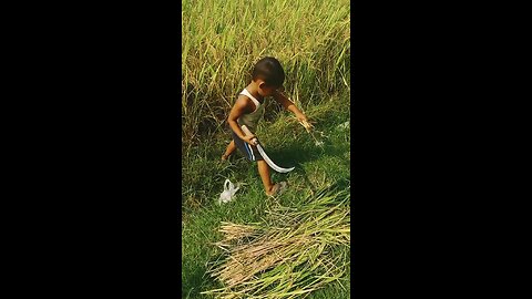 My nephew cutting paddy